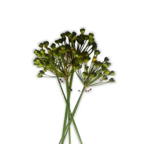 30 Semente de Nirá / cebolinha chinesa - Foto 2