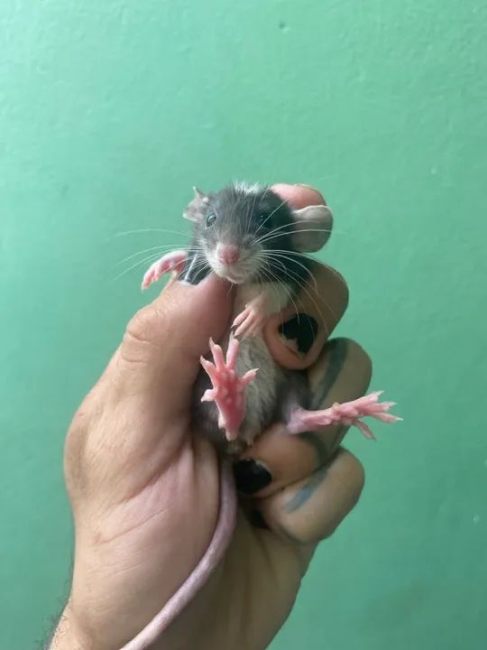 Ratinhos mercol/twister Dumbo, p/ PET  - Foto 3