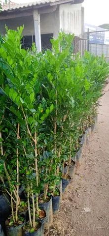 Mudas de murta grande - Foto 2