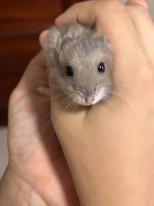 Doação hamster anão russo  - Foto 3