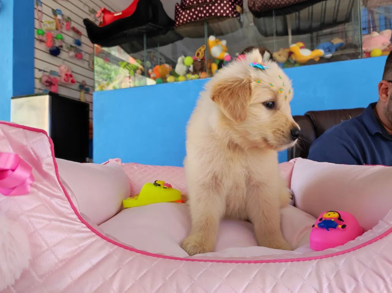 Filhote Golden Retriever - Fêmea - Foto 5