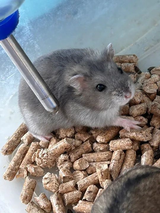 Doação hamster anão russo  - Foto 6