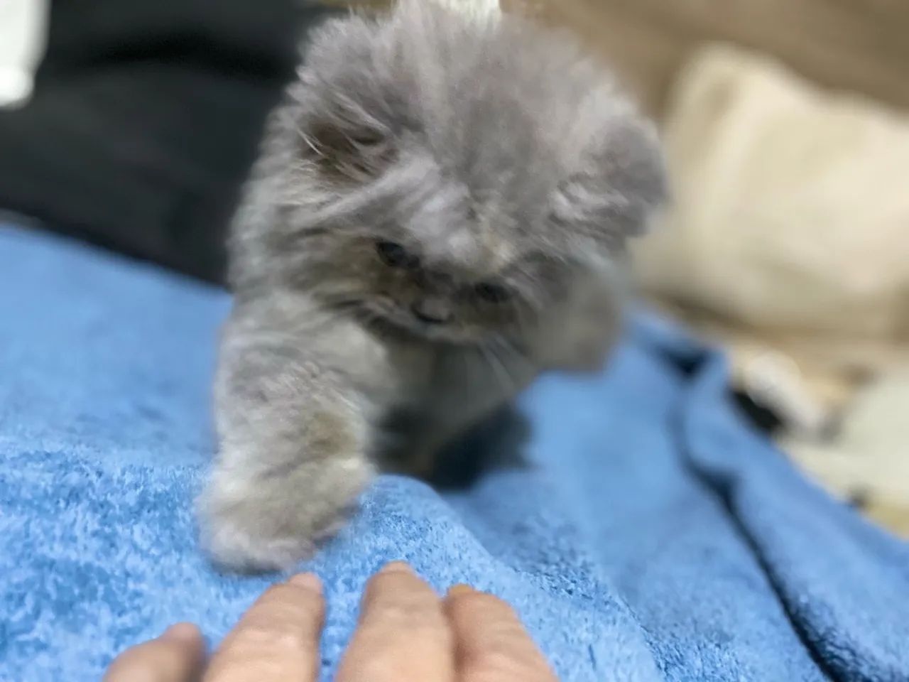 Filhote de gato persa com Pedegree Alta Genética - Foto 6