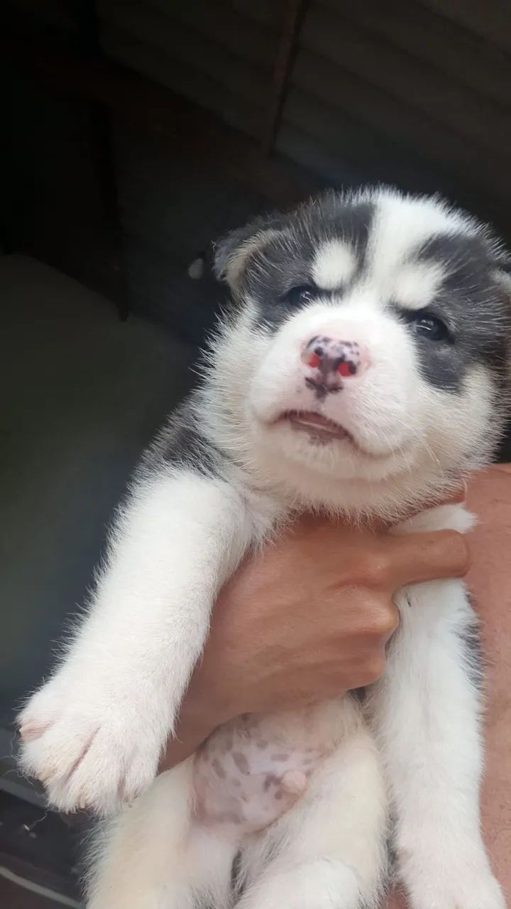 Filhote de Husky Siberiano macho  - Foto 4