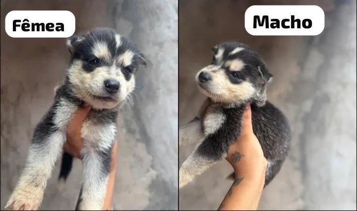 Filhotes de Husky Siberiano para adoção!
