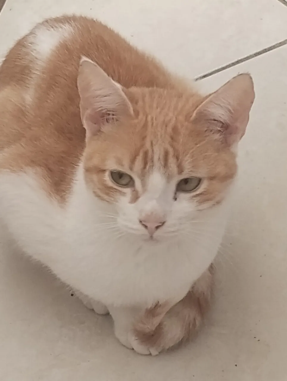 Gatinhos