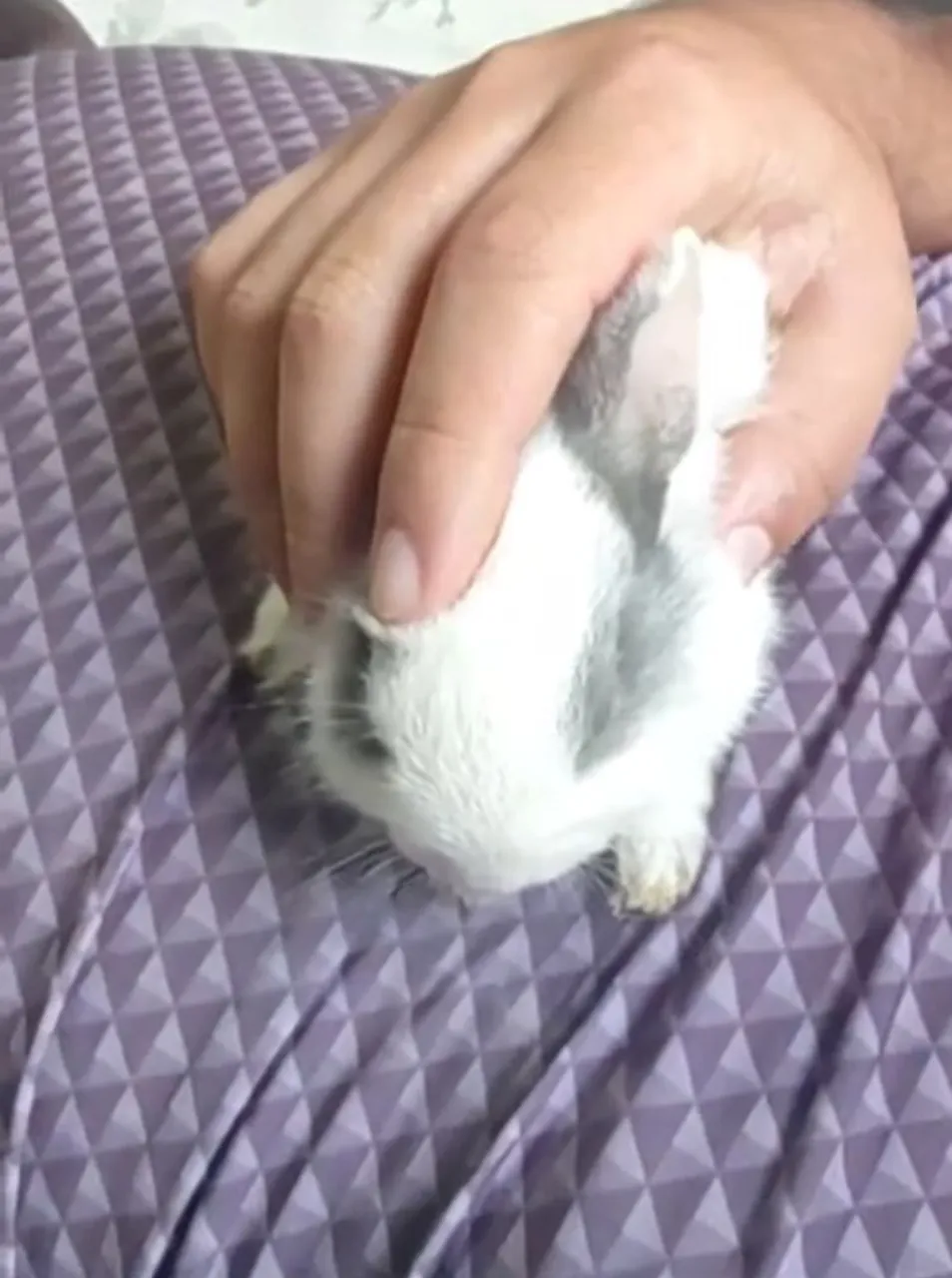 Coelhinho Miniatura Branco