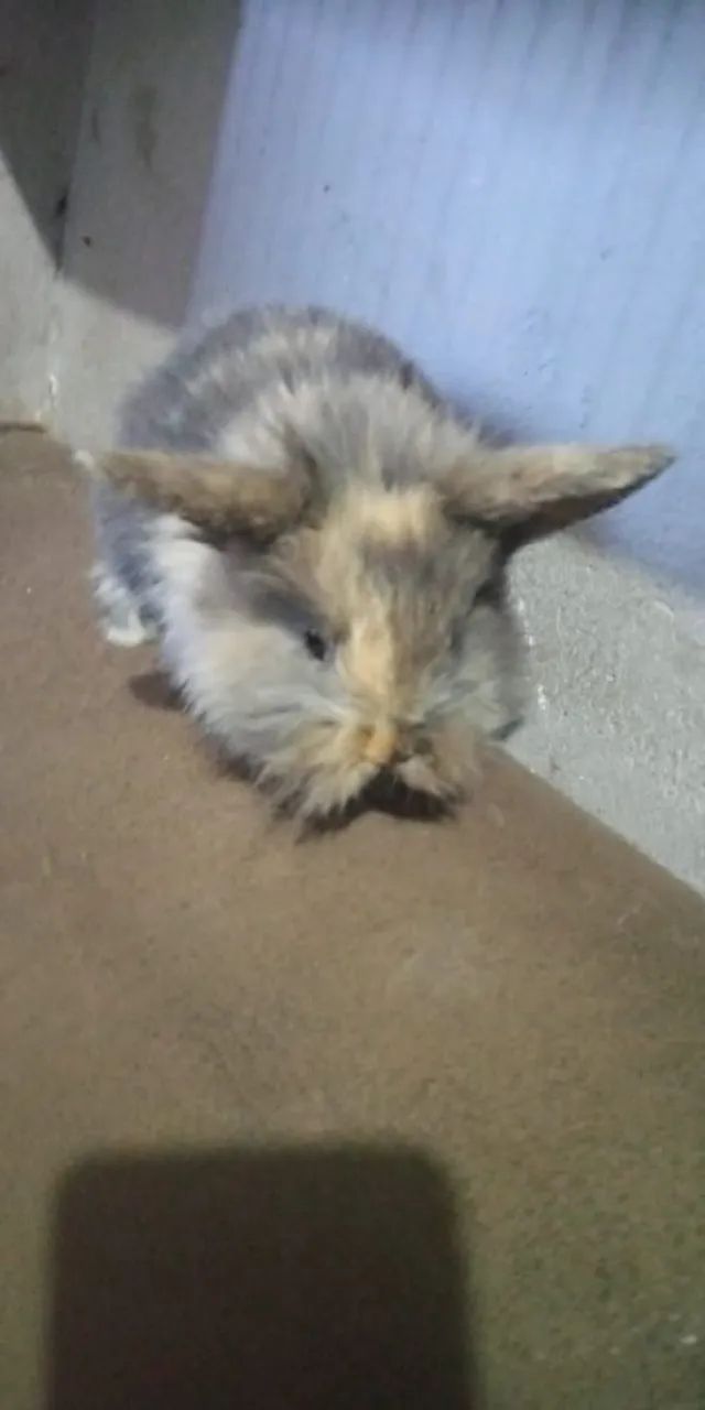 Coelhinhos fofos para alegrar o seu lar! - Foto 4