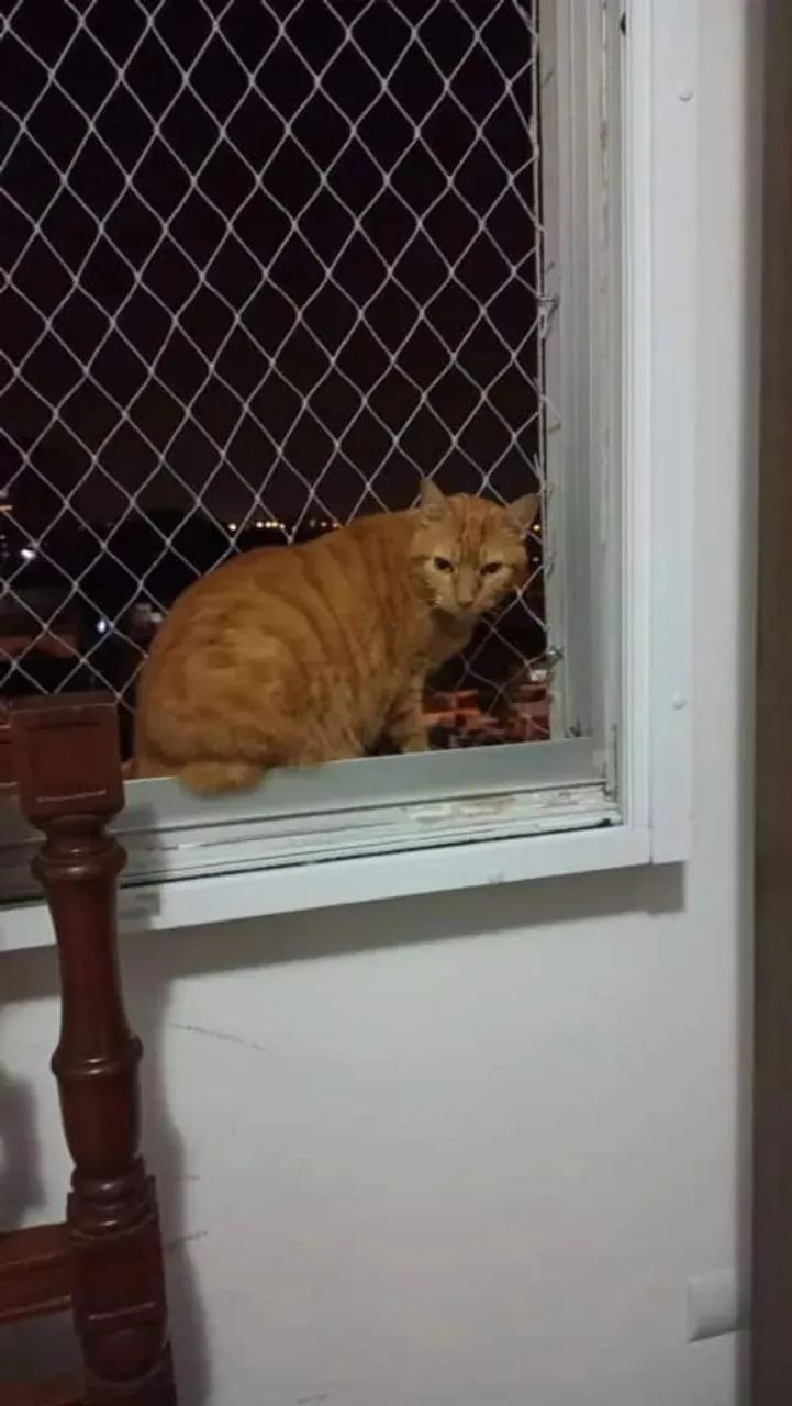 Tela de proteção - Foto 2