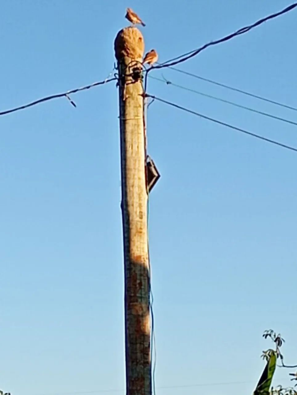 Chácara 2.000² entre Anápolis e Abadiânia.  - Foto 8