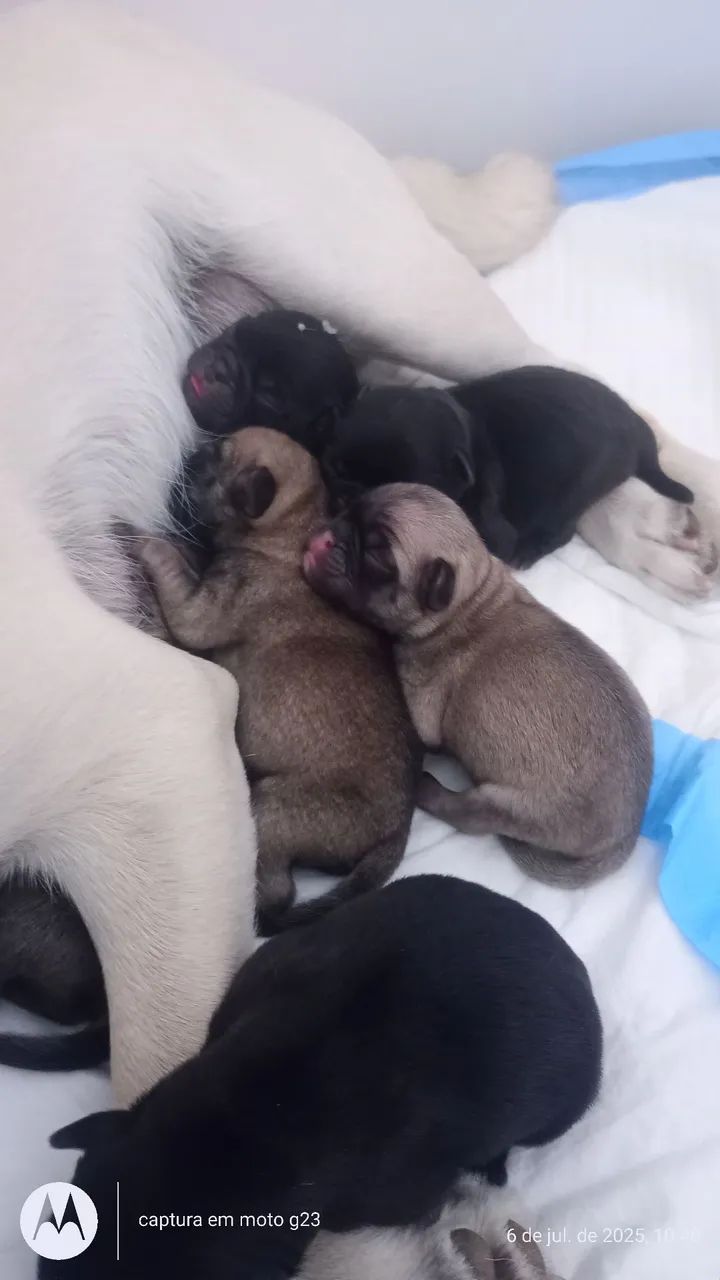Filhotes de pug - Foto 2