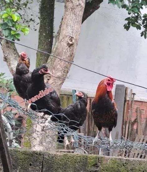 Có có có có, venham conhecer nossa criação de aves