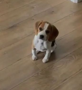 Beagle cordial