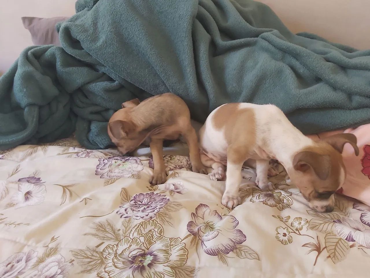 Filhotes de Chihuahua para adoção - Foto 2