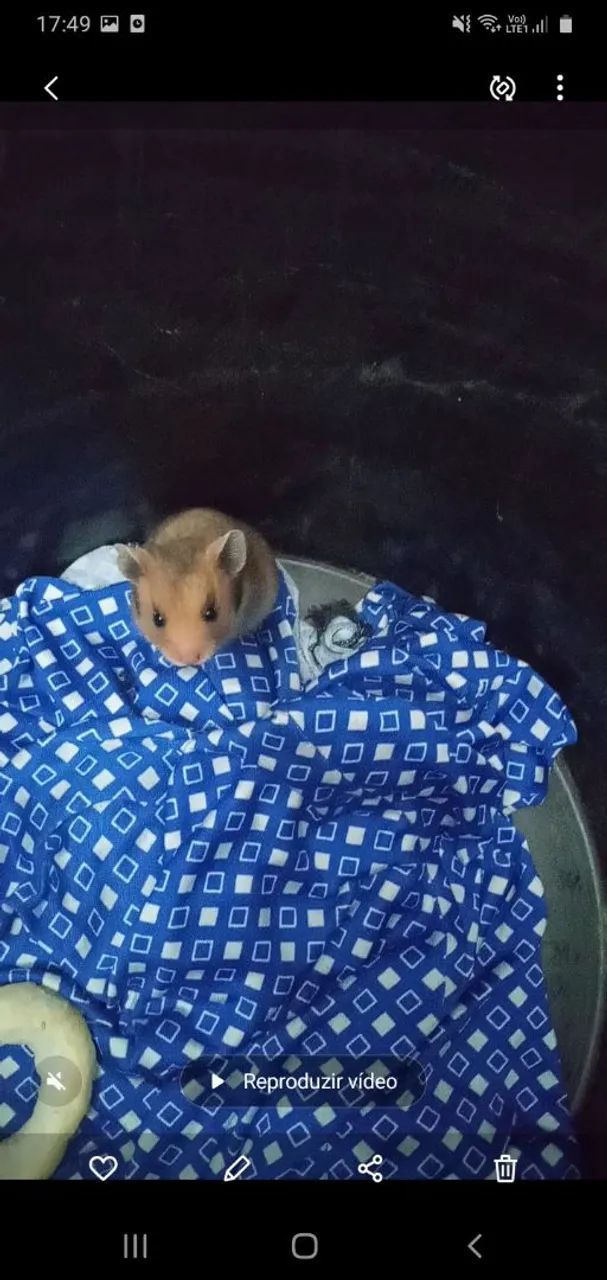 DOAÇÃO FILHOTE RAMISTER. 