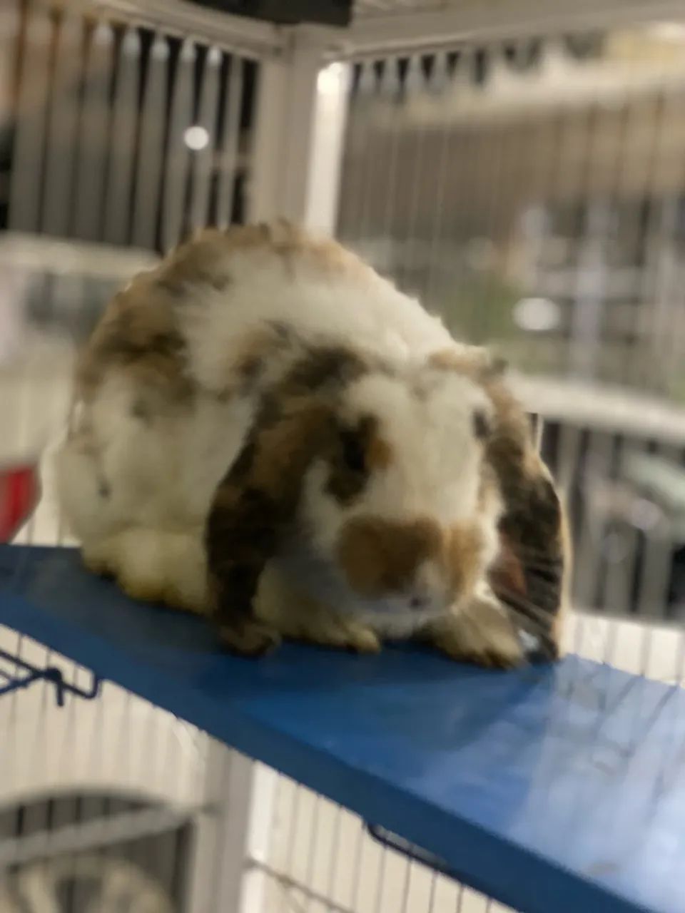 Coelho Mini lop  - Foto 5