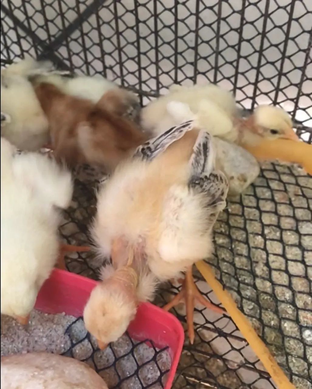 Pintos Mestiços Índio X Caipira. - Foto 4