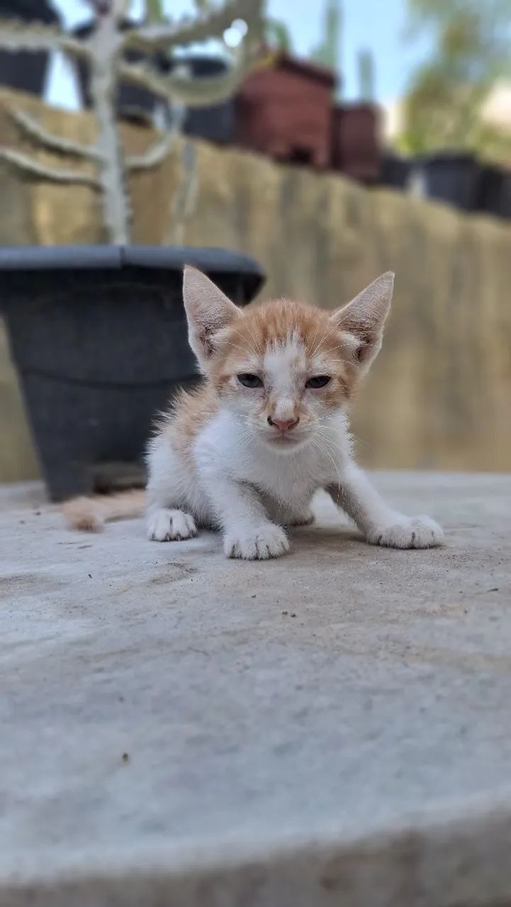 Gata para doação amarela64298692544898120