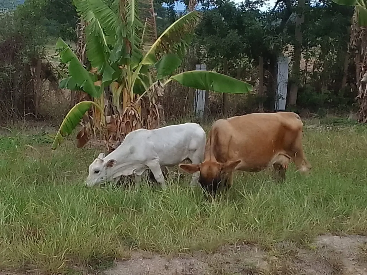 Mini vaca