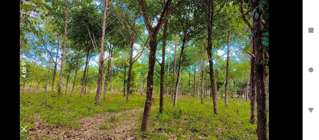 Lindo terreno em Algusto Corrêa?