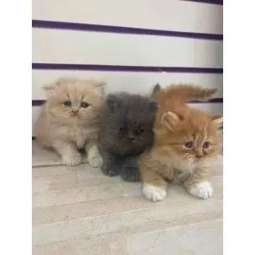Persa Bolinhas de Pelo  - Foto 3