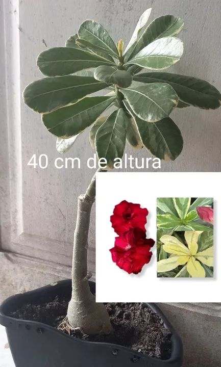 Rosa do deserto : Variegata matriz comercial padrão 