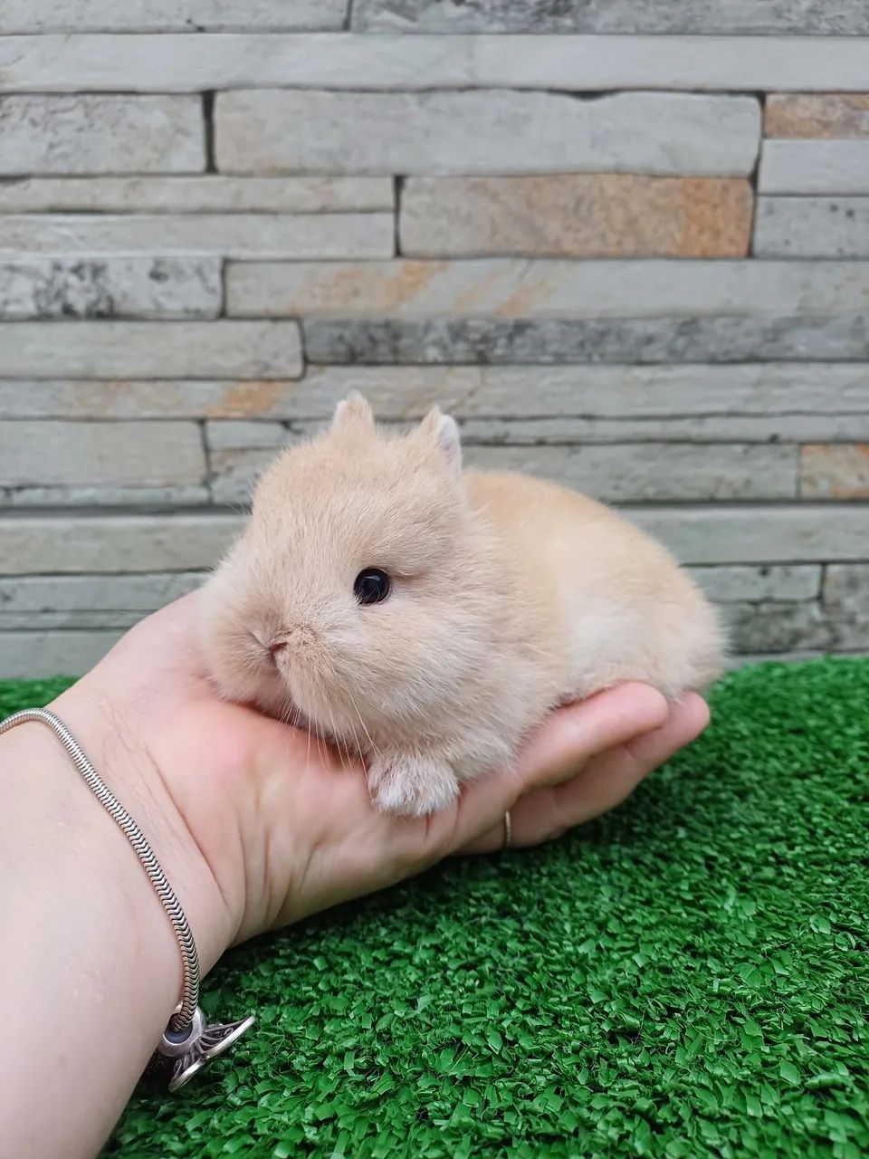 Coelho anão Raça Netherland Dwarf (linhagem importada) - Foto 4