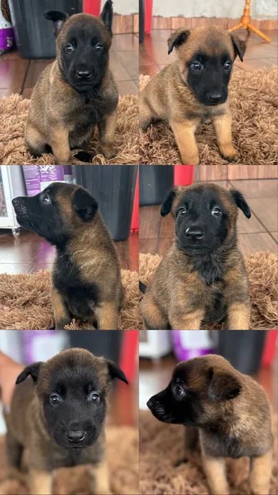 Filhotes de Pastor Belga Malinois