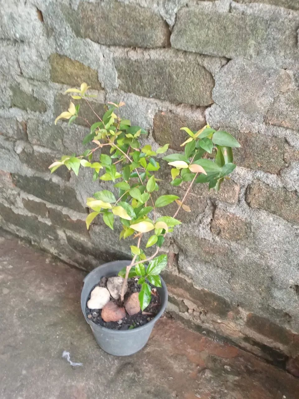 Mudas de Acerola Plantas de Jardim - Foto 2