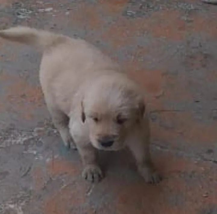 Filhote de Golden | Golden Retriever a pronta entrega | Hero Dog?s 