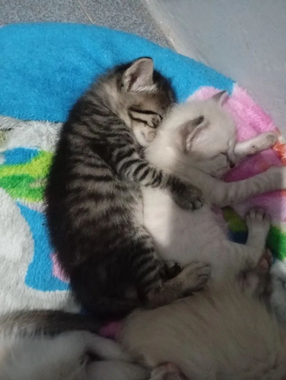 Adoção responsável! - Foto 4