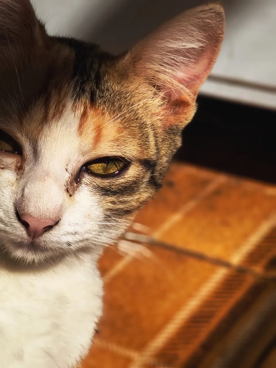 Gatinho para adoção - Foto 3