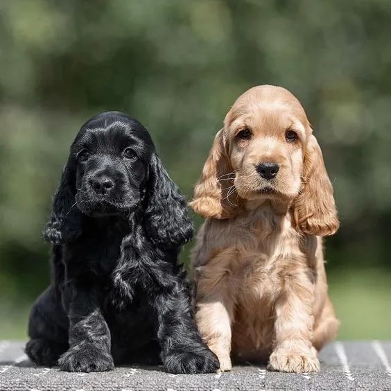 Cocker Spaniel á venda 