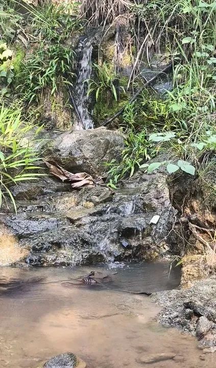 Uma linda Chácara de 7 alqueires Perto de Mundo Novo de Goiás  - Foto 2