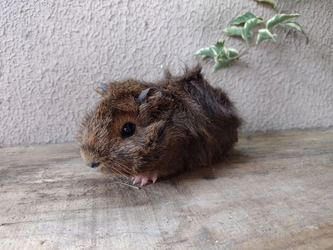 Porquinhos da índia  - Foto 6