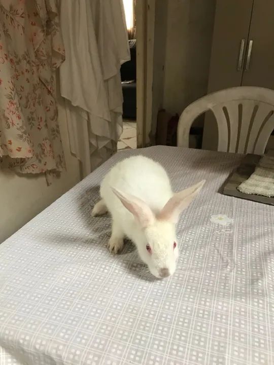 Coelho branco fofinho para adoção - Foto 5