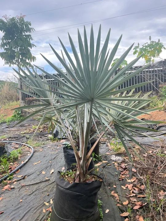 Palmeira azul Bismarckia  - Foto 2