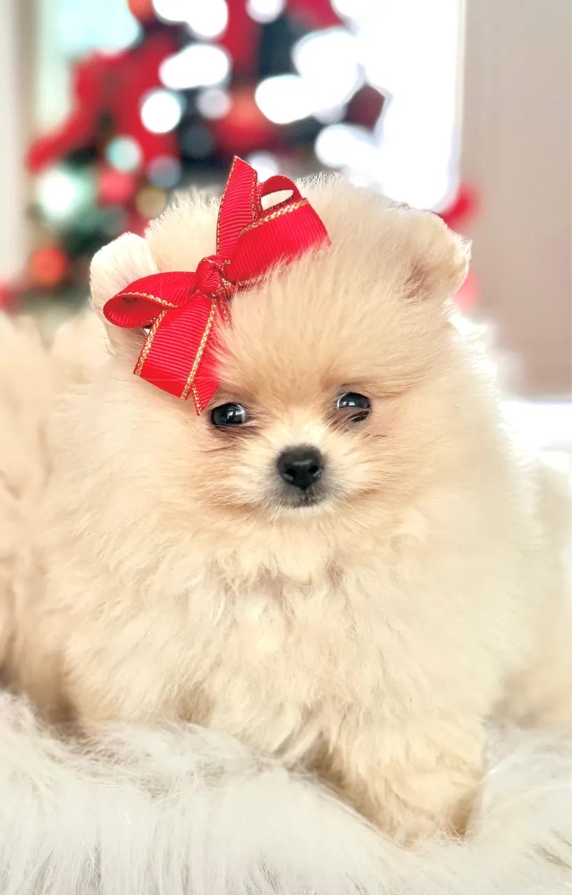 Filhotes de Spitz alemão  - Foto 5