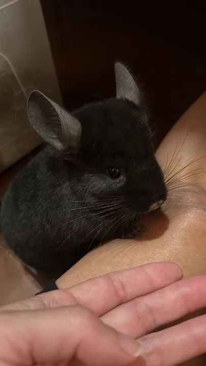 Chinchila fêmea extra dark ebony