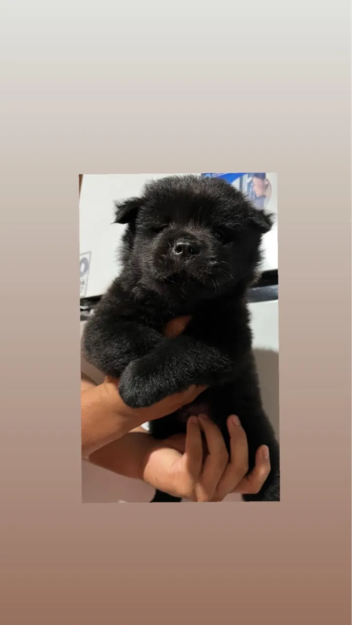 Filhote Chow Chow Macho - Pelúcia Negra