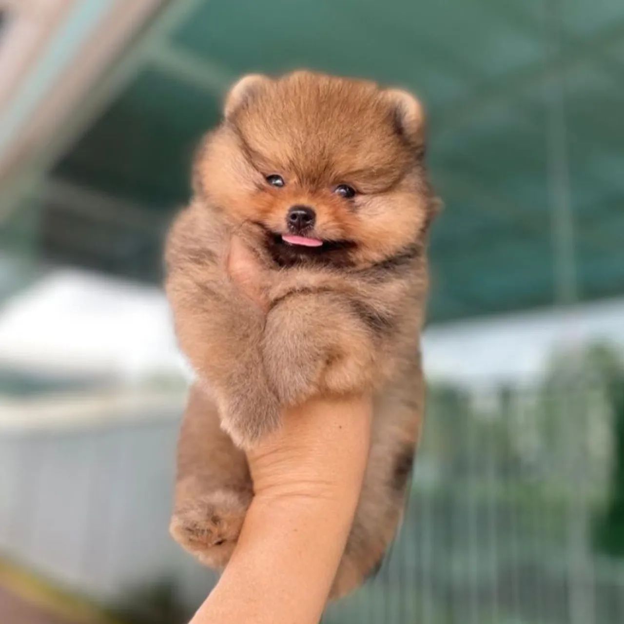 Lulu da Pomerânia Fêmea Anãzinha Perfeita  - Foto 5