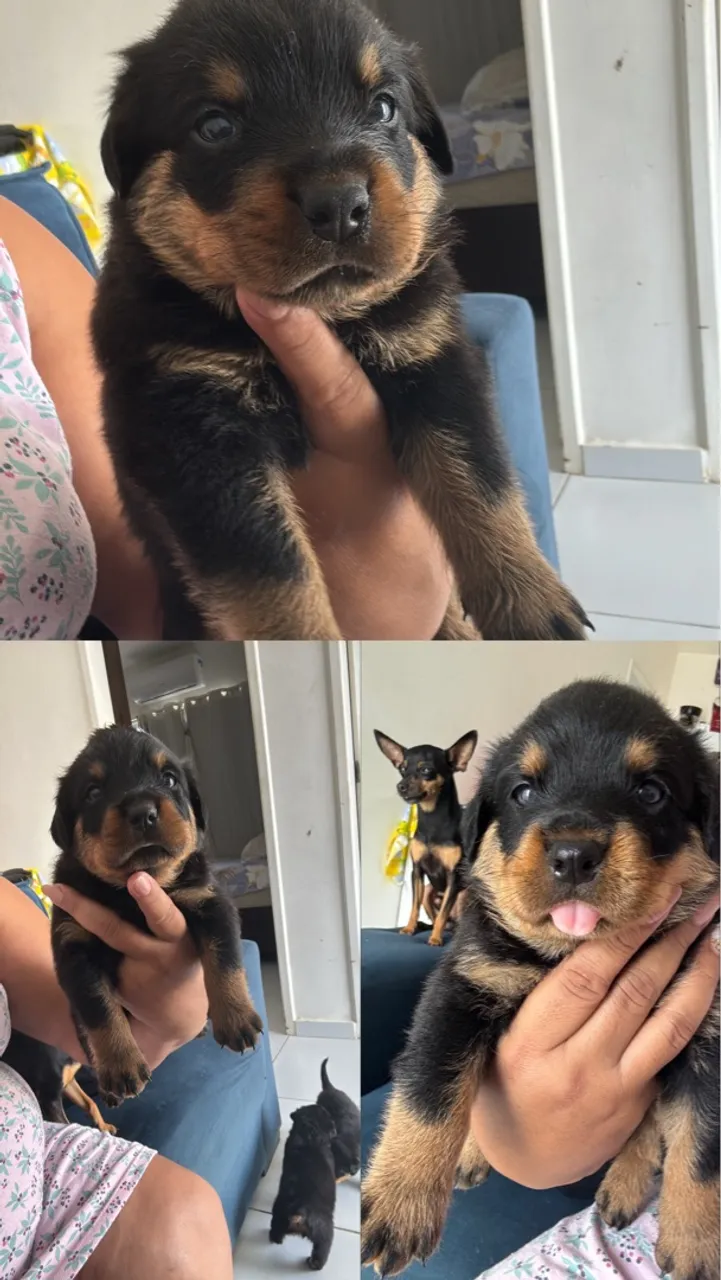Disponível 3 machos rottweiler!!