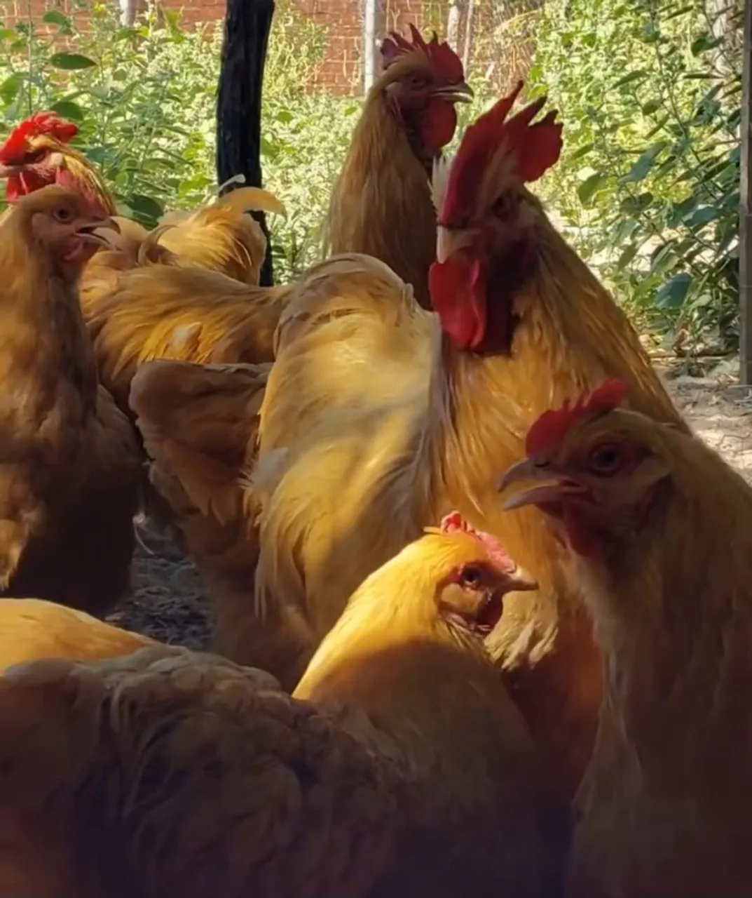 Galinhas da raça Orpington Amarela