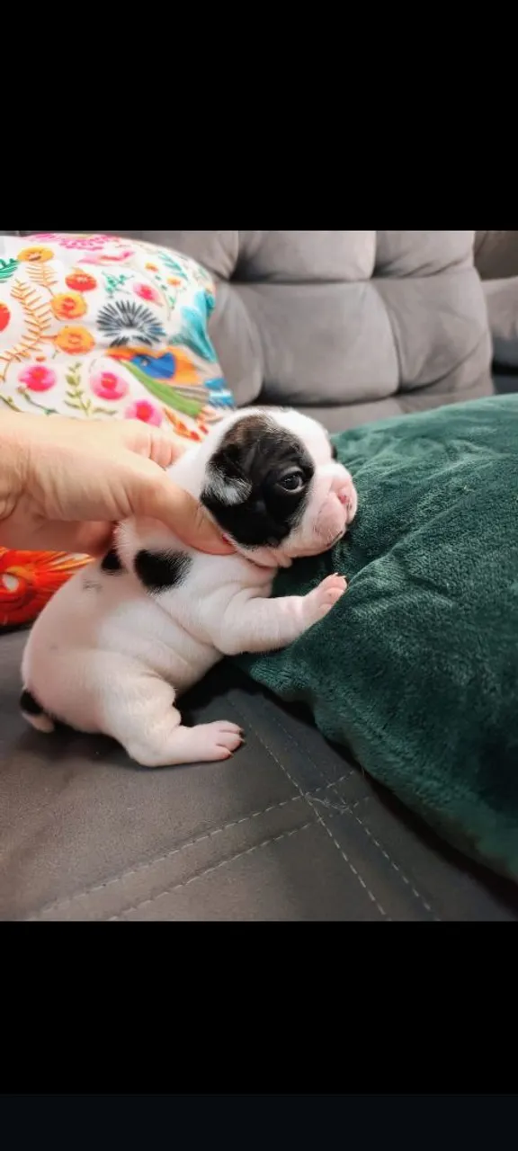 Filhote de Bulldog Francês