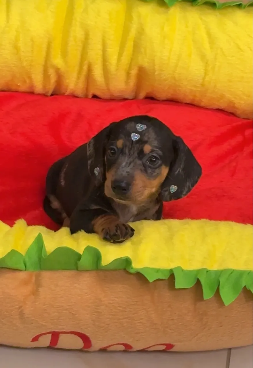 Filhote de Dachshund Miniatura - Puro Sangue