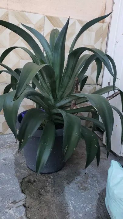 Planta verde para decoração de ambientes - Foto 2