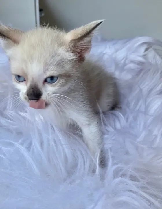 Gato filhote macho 2 meses - Foto 5