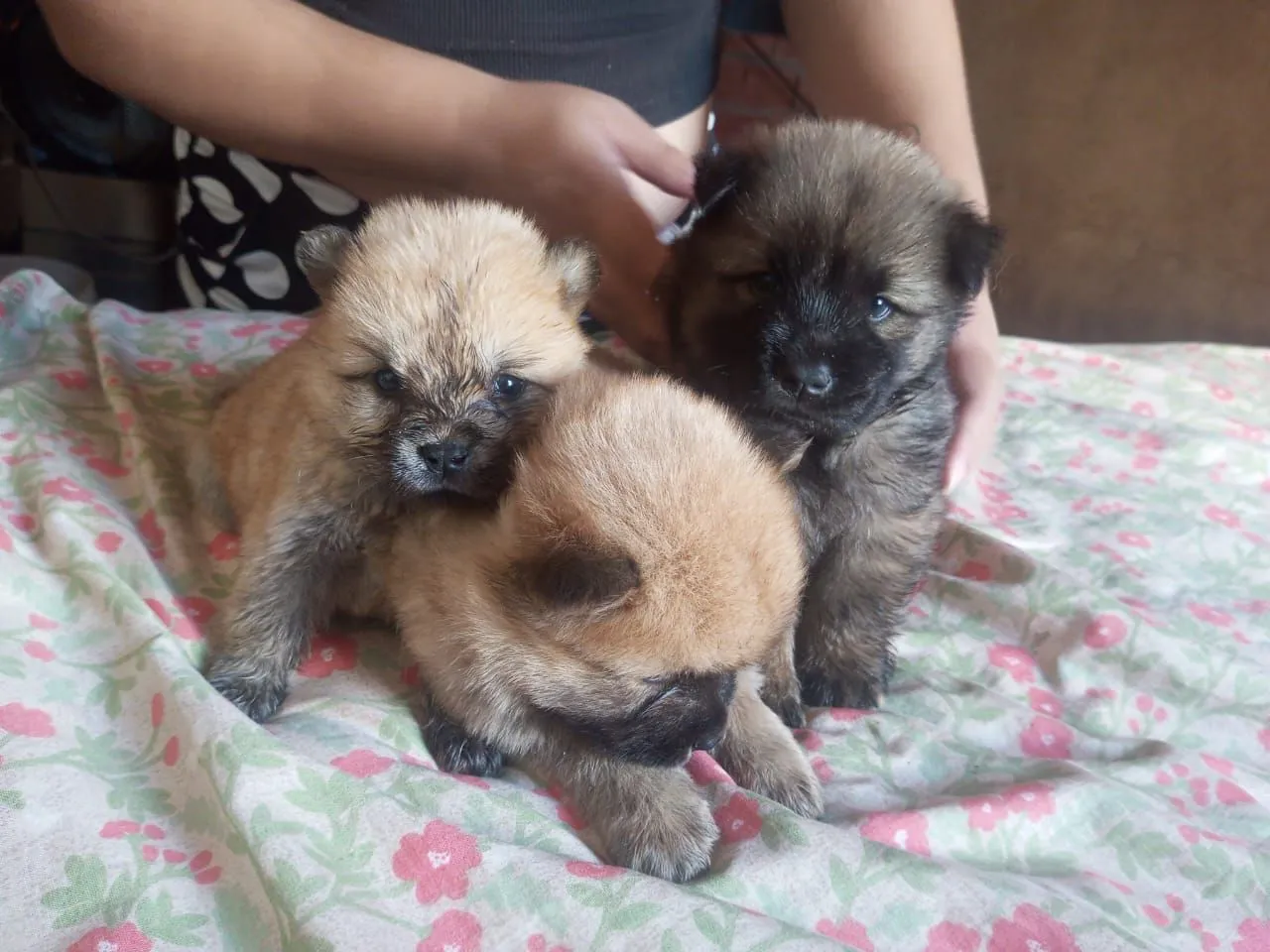 Filhotes de Chow Chow disponíveis