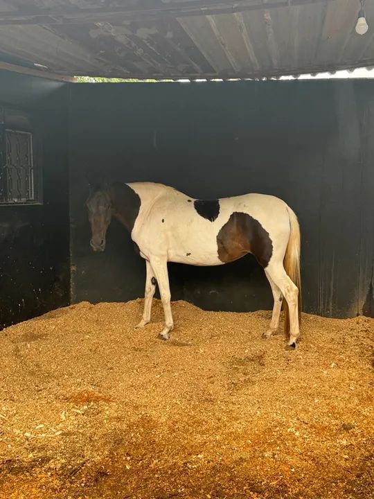 Égua pampa homozigoto  - Foto 5