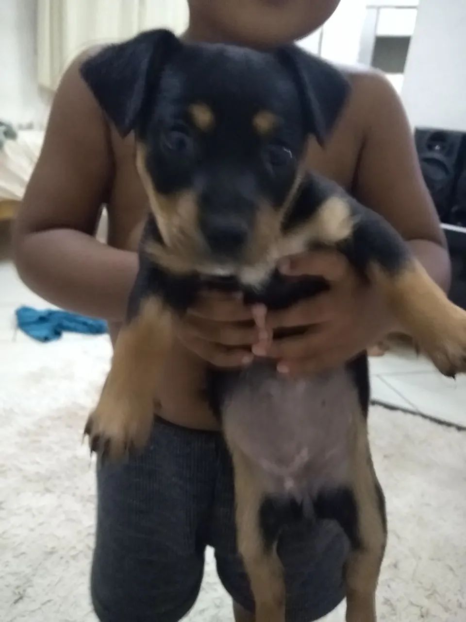Filhote de cachorro -  Raça Pequena - Foto 2